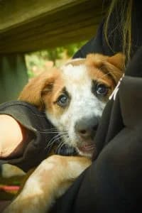 Bentley, male puppy Mixed Breed for adoption at Dogs N Homes Rescue, London