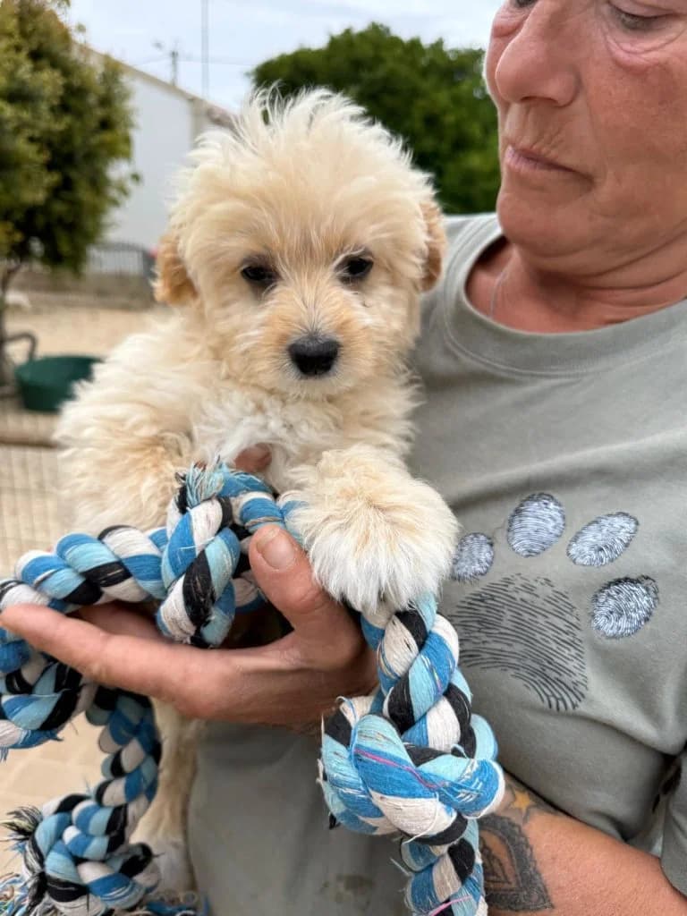 Huckleberry, male puppy Mixed Breed for adoption at Dogs N Homes Rescue, London