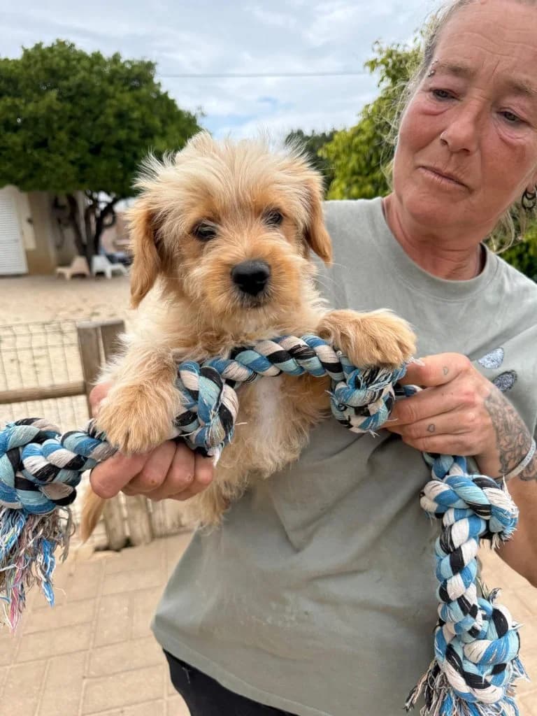 Hector, Mixed Breed (Dogs N Homes Rescue)