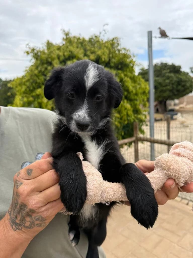 Harper, female puppy Mixed Breed for adoption at Dogs N Homes Rescue, London