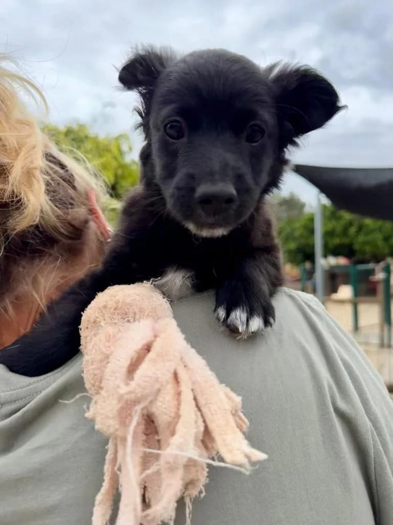 Heaven, female puppy Mixed Breed for adoption at Dogs N Homes Rescue, London