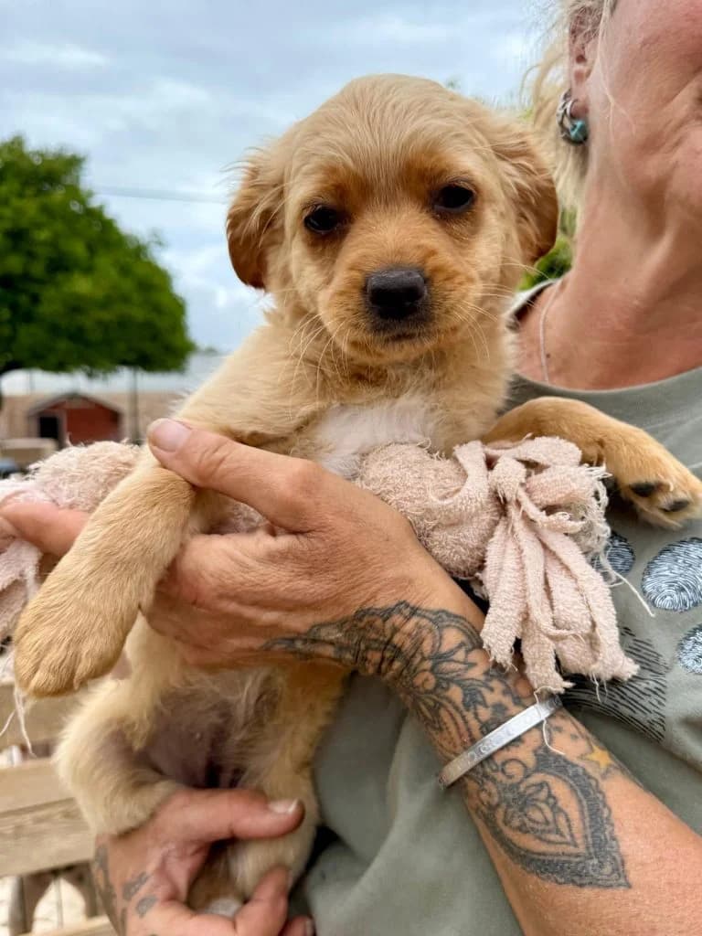 Honey, female puppy Mixed Breed for adoption at Dogs N Homes Rescue, London