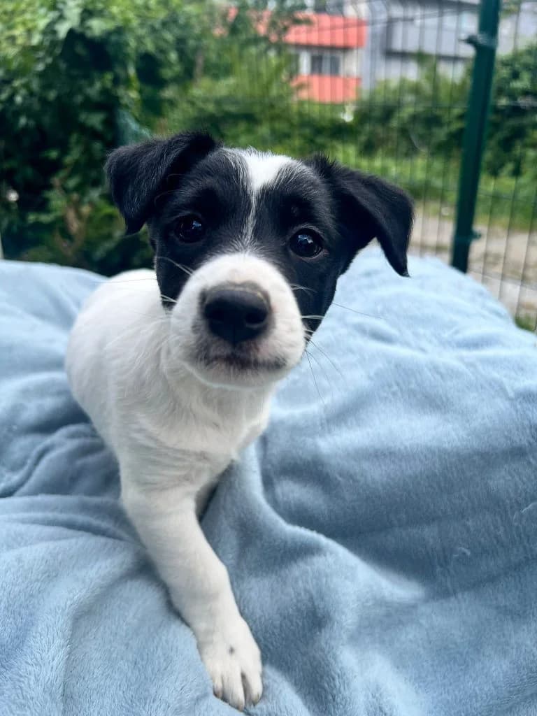 Batman, Mixed Breed (Dogs N Homes Rescue)