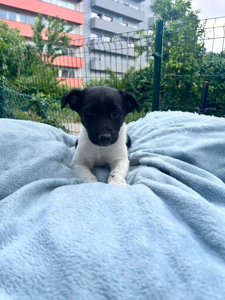 Robin, Mixed Breed (Dogs N Homes Rescue)