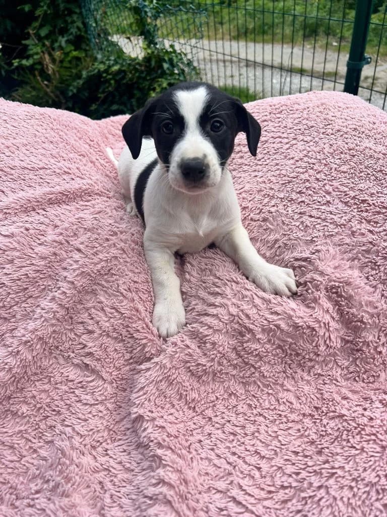 Thelma, female puppy Mixed Breed for adoption at Dogs N Homes Rescue, London