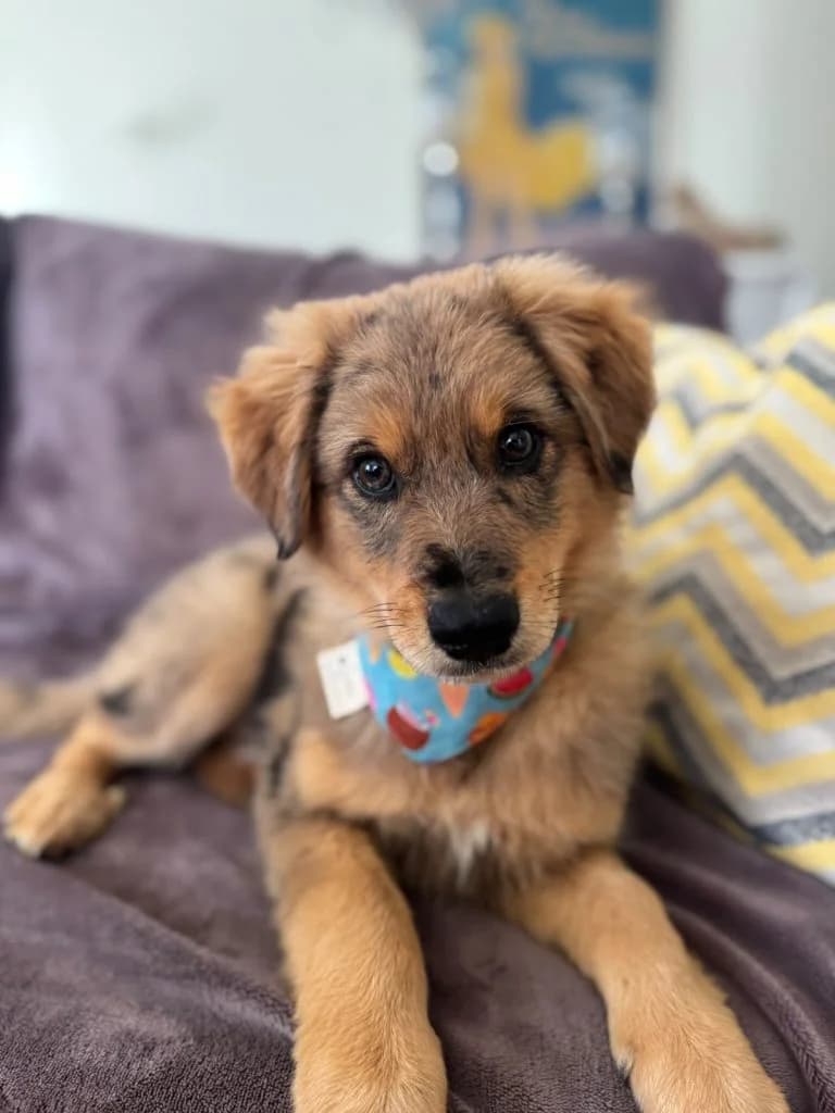 Starsky, male puppy Mixed Breed for adoption at Dogs N Homes Rescue, London