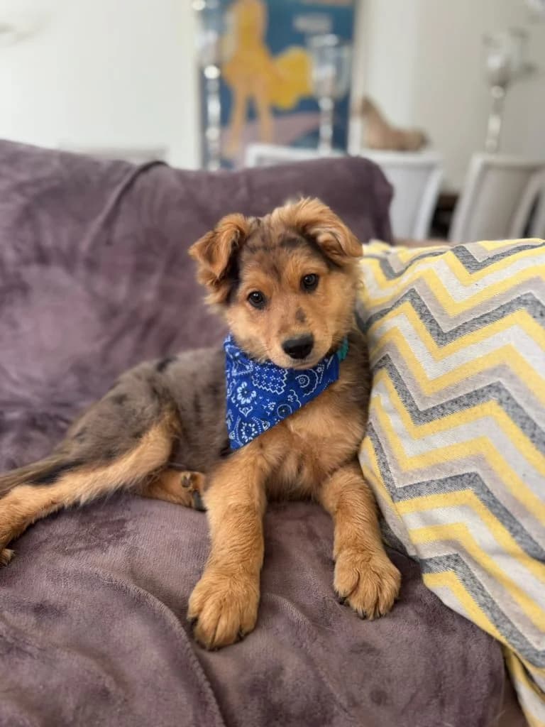 Hutch, male puppy Mixed Breed for adoption at Dogs N Homes Rescue, London