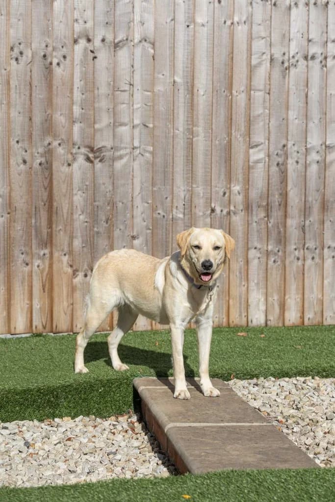 Lucy, female young Mixed Breed for adoption at Dogs N Homes Rescue, London