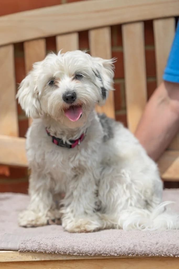 Regina, female puppy Mixed Breed for adoption at Dogs N Homes Rescue, London