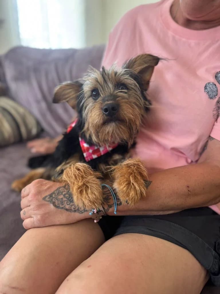 Luna, female Mixed Breed for adoption at Dogs N Homes Rescue, London