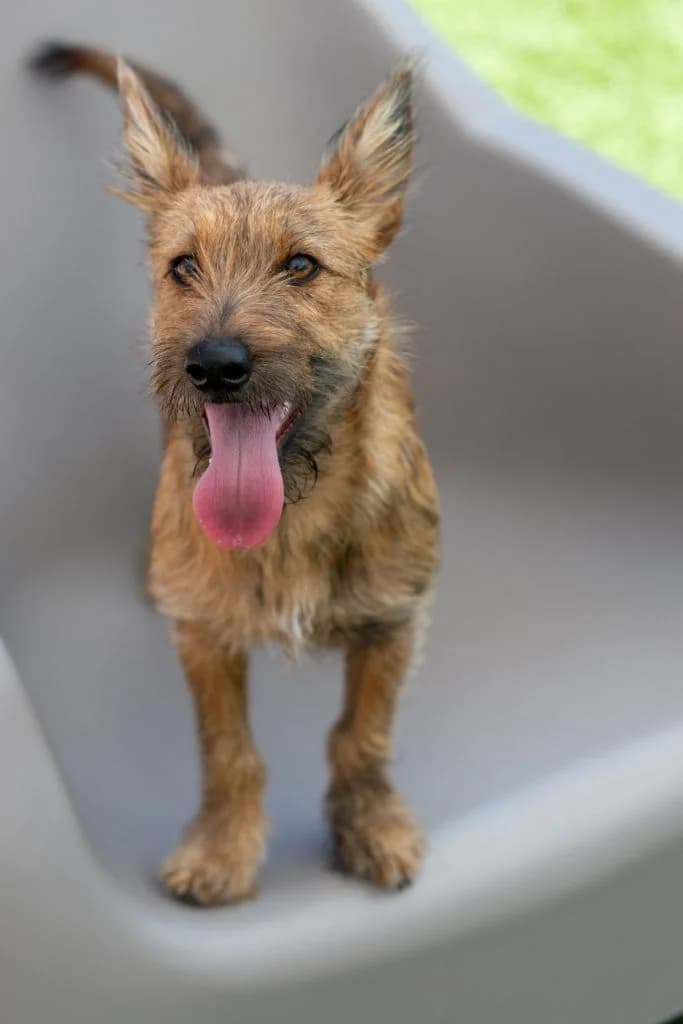 Layla, female puppy Mixed Breed for adoption at Dogs N Homes Rescue, London