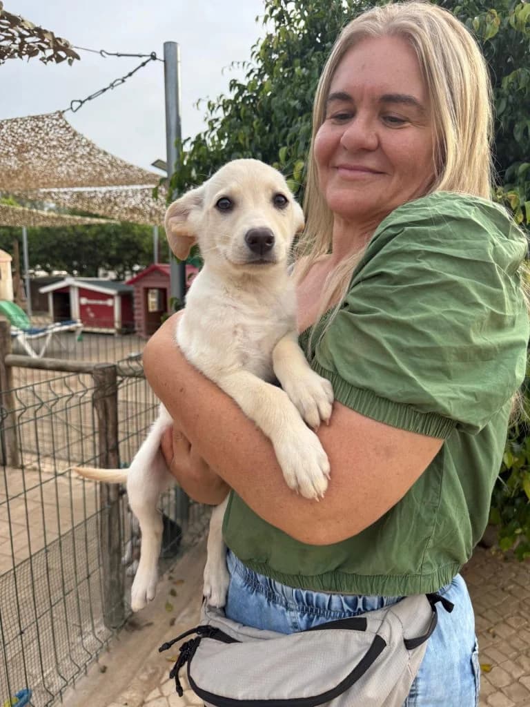 Amanda, female puppy Mixed Breed for adoption at Dogs N Homes Rescue, London