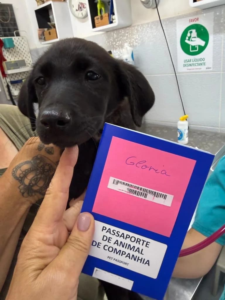 Gloria, female puppy Mixed Breed for adoption at Dogs N Homes Rescue, London