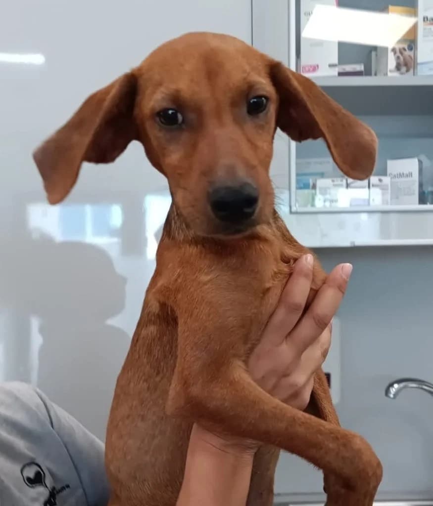 Scout, male puppy Mixed Breed for adoption at Dogs N Homes Rescue, London