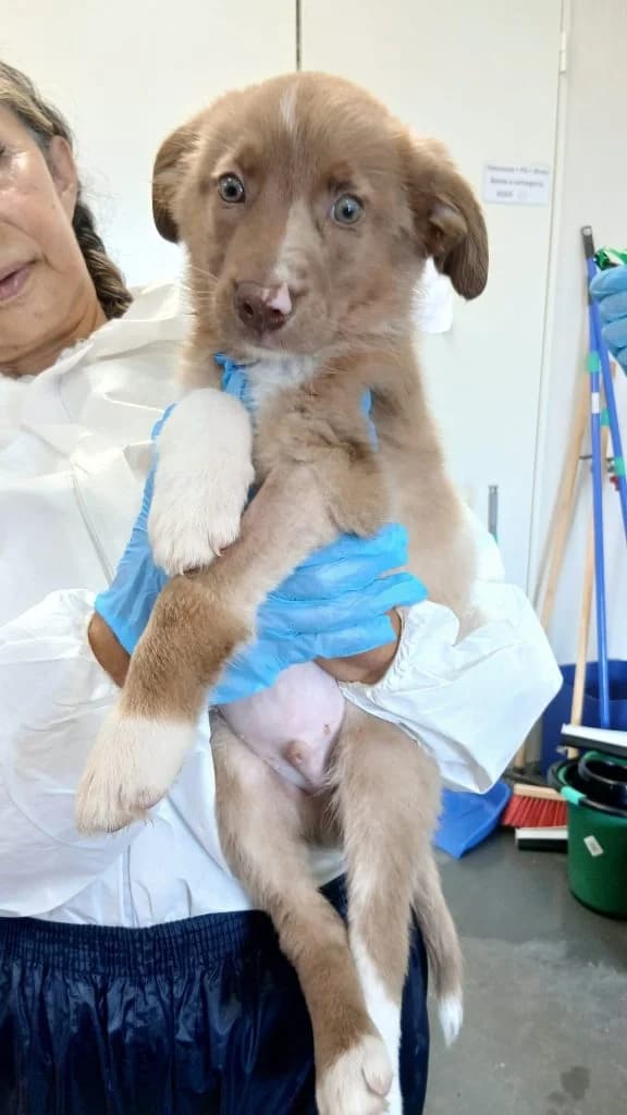 Hickory, male puppy Mixed Breed for adoption at Dogs N Homes Rescue, London