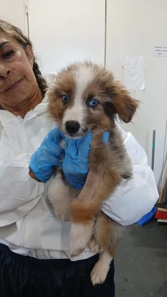 Tabasco, male puppy Mixed Breed for adoption at Dogs N Homes Rescue, London