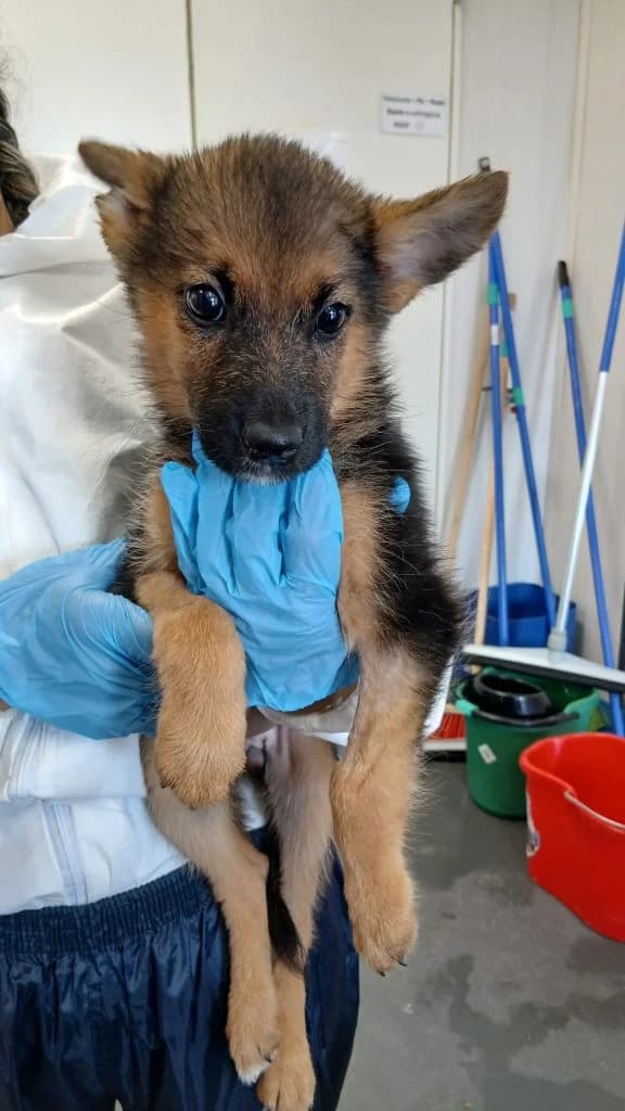Soi, female puppy Mixed Breed for adoption at Dogs N Homes Rescue, London