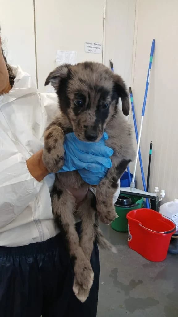 Smokey, puppy Mixed Breed for adoption at Dogs N Homes Rescue, London