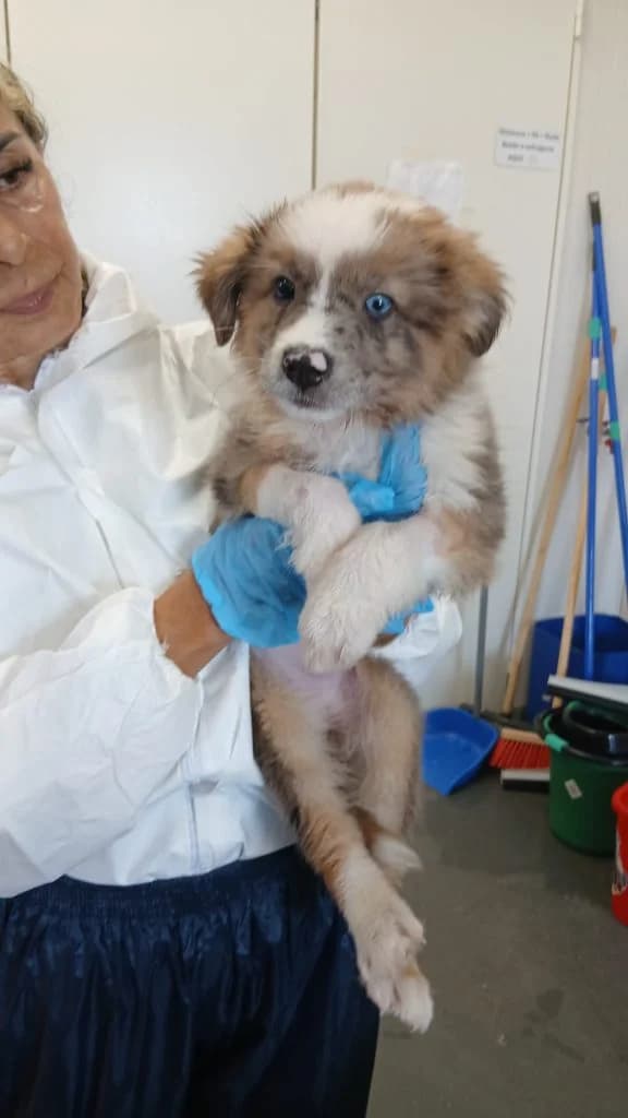 Salsa, female puppy Mixed Breed for adoption at Dogs N Homes Rescue, London