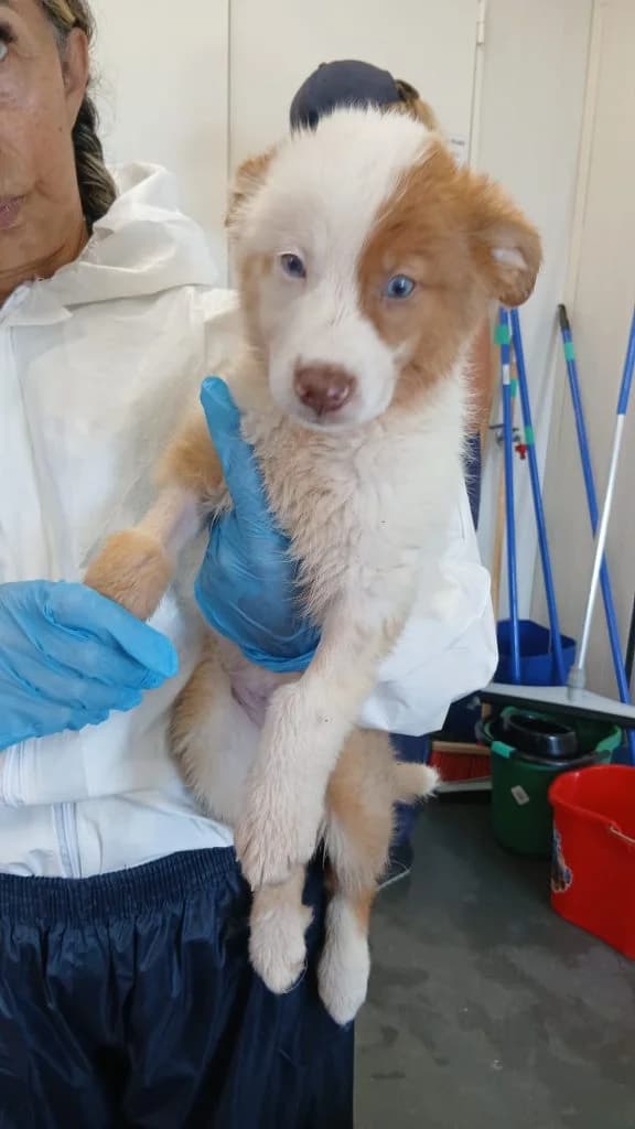 Satay, female puppy Mixed Breed for adoption at Dogs N Homes Rescue, London