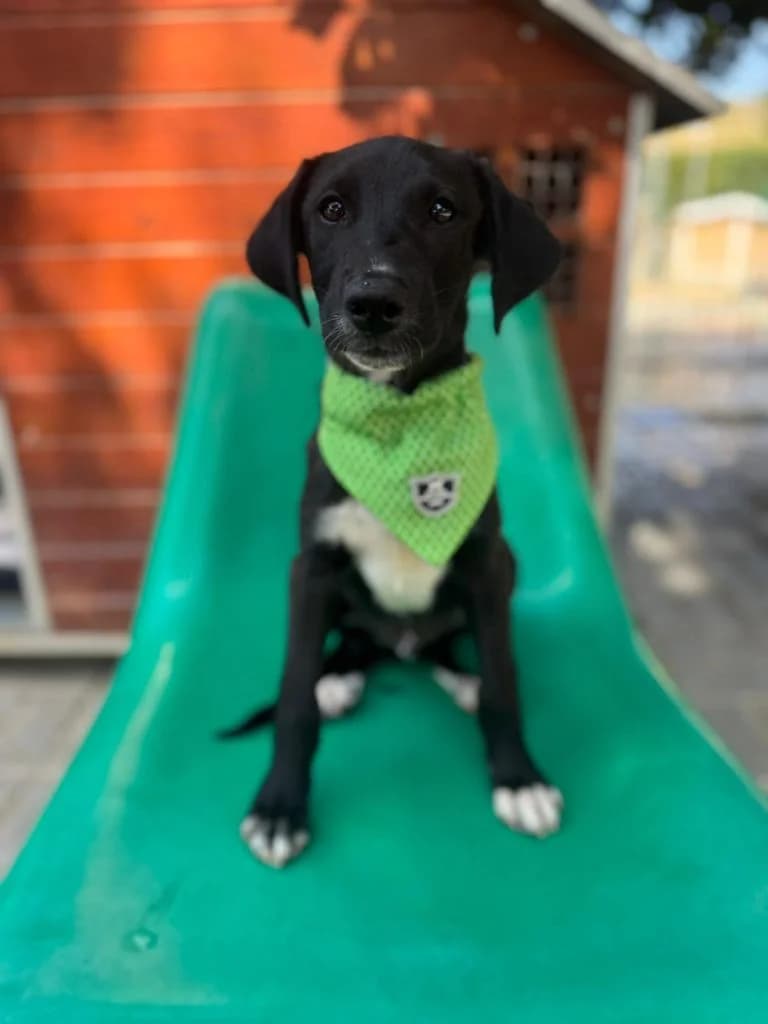 Bali, male Mixed Breed for adoption at Dogs N Homes Rescue, London