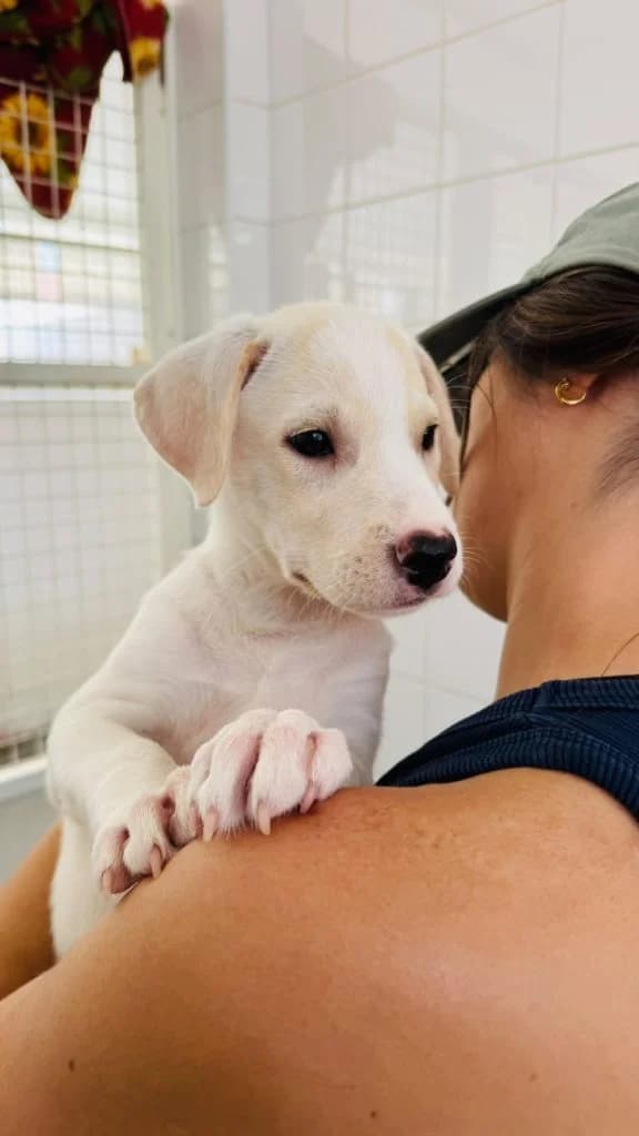 Elise, female puppy Mixed Breed for adoption at Dogs N Homes Rescue, London