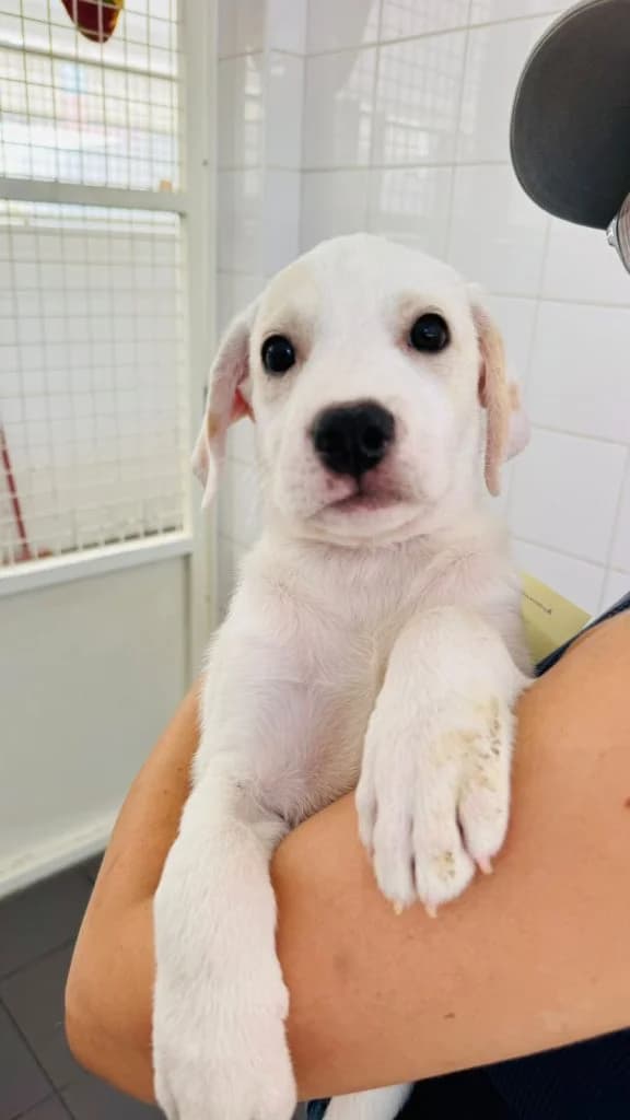 Eamonn, male puppy Mixed Breed for adoption at Dogs N Homes Rescue, London
