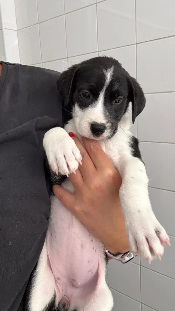 Erika, female puppy Mixed Breed for adoption at Dogs N Homes Rescue, London
