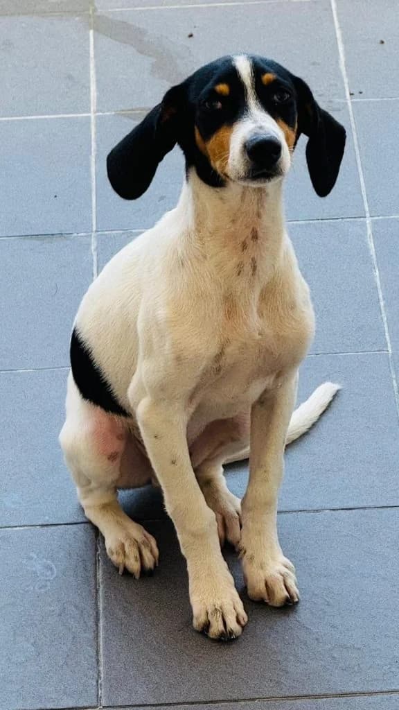 Jax, male puppy Mixed Breed for adoption at Dogs N Homes Rescue, London