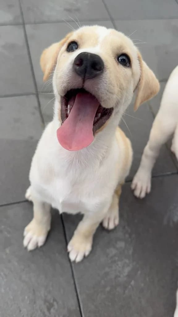 Emily, female Mixed Breed for adoption at Dogs N Homes Rescue, London