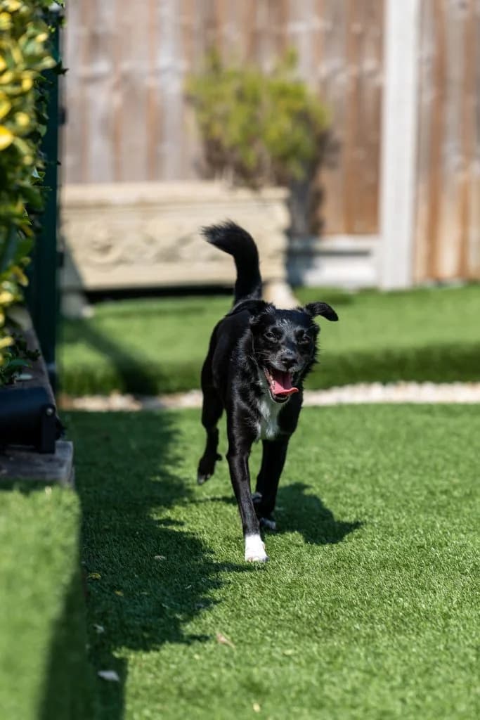 Remy, female Mixed Breed for adoption at Dogs N Homes Rescue, London