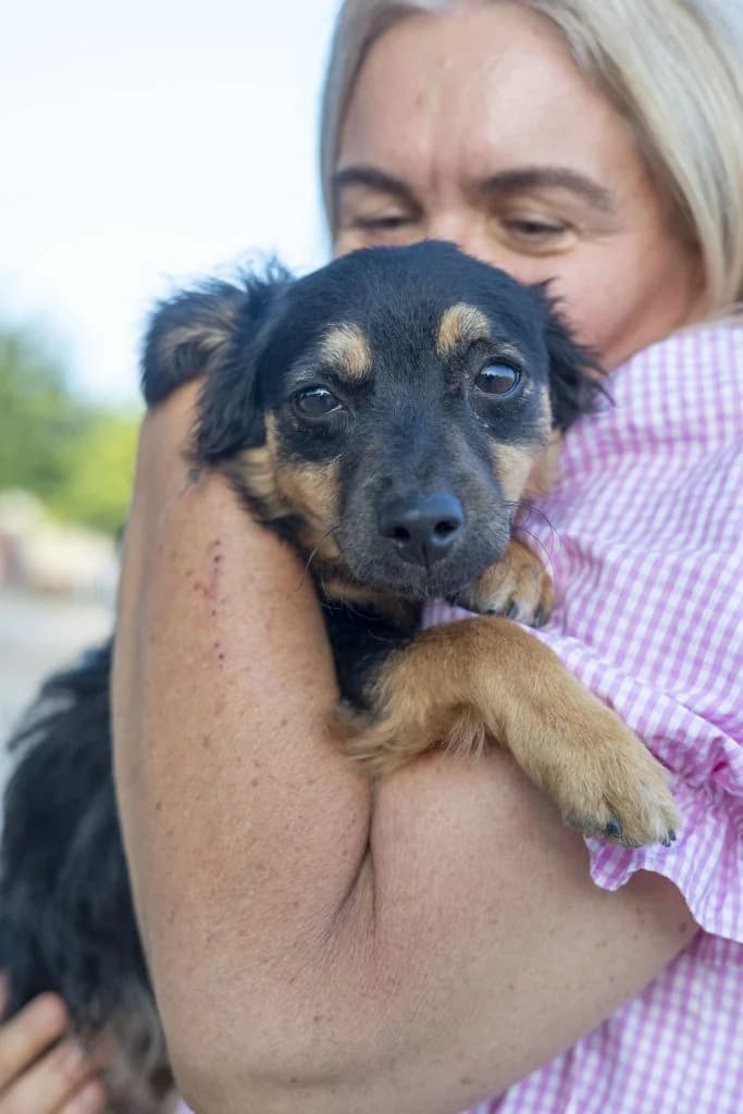 Fizzy, male Mixed Breed for adoption at Dogs N Homes Rescue, London