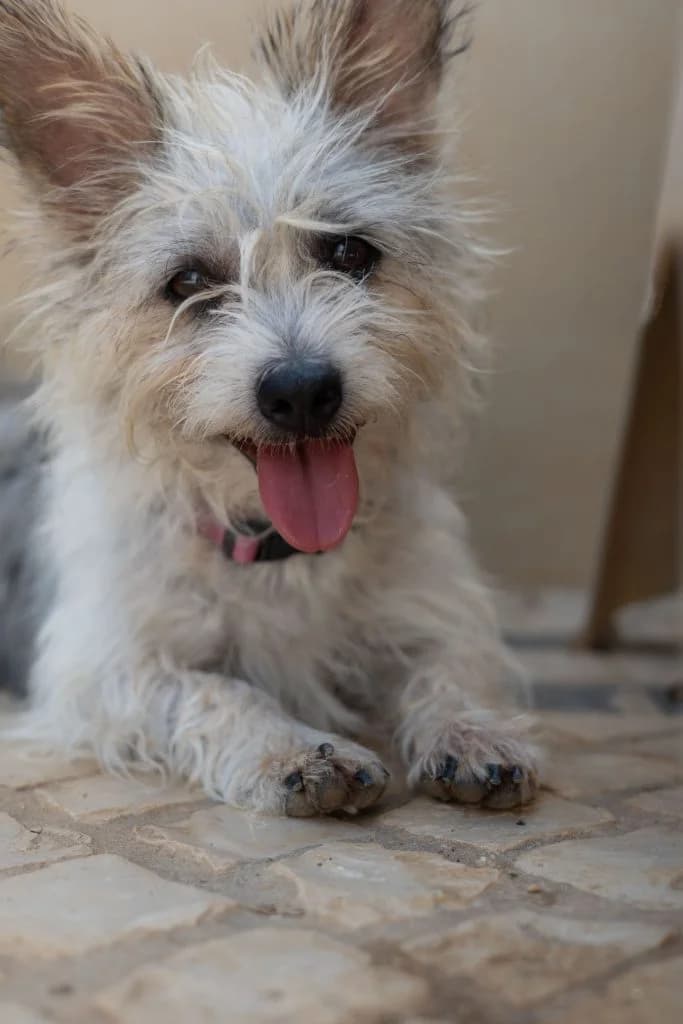 Millie 1,000th Dog, female puppy Mixed Breed for adoption at Dogs N Homes Rescue, London