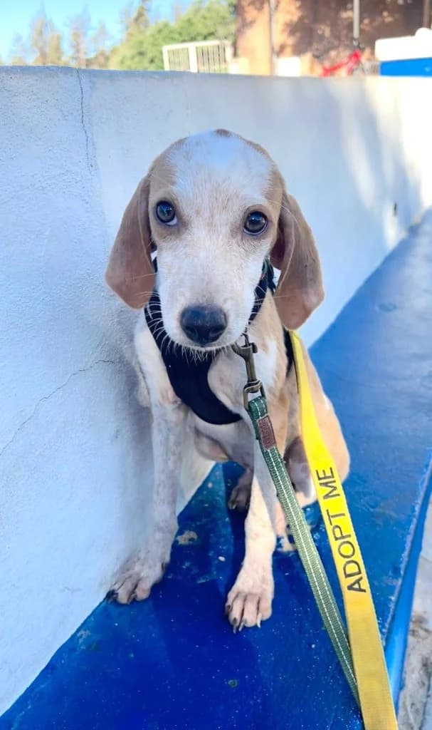 Figo, male puppy Mixed Breed for adoption at Dogs N Homes Rescue, London