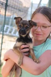 Cosmo, male Mixed Breed for adoption at Dogs N Homes Rescue, London