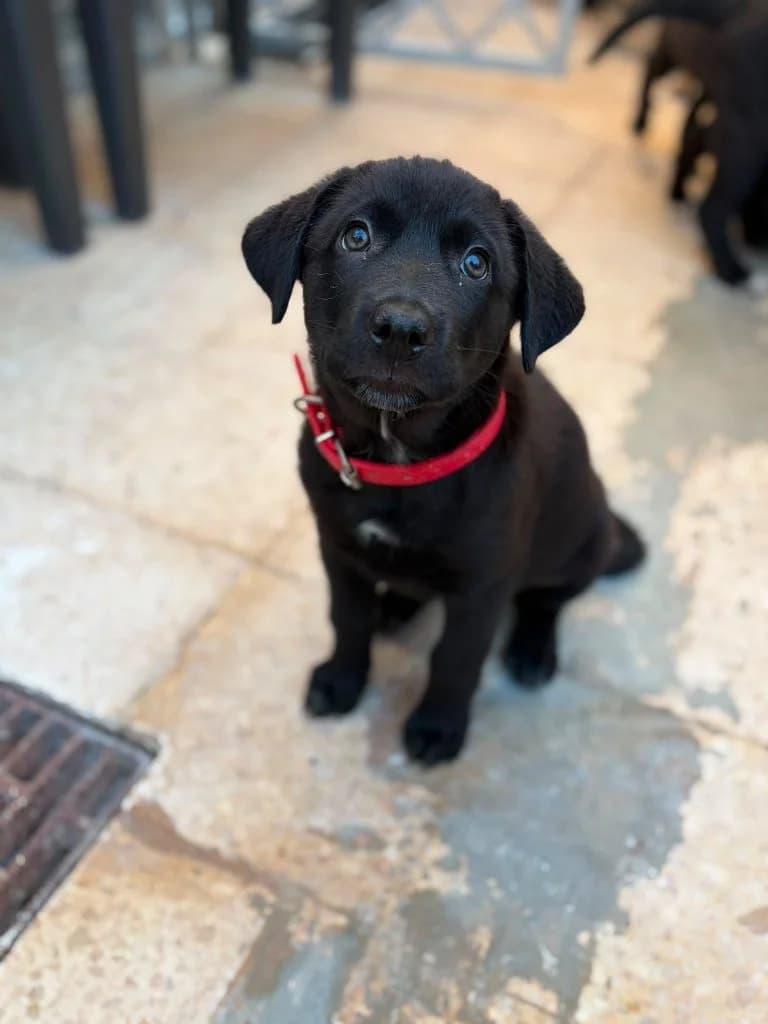 Cassie, female puppy Mixed Breed for adoption at Dogs N Homes Rescue, London