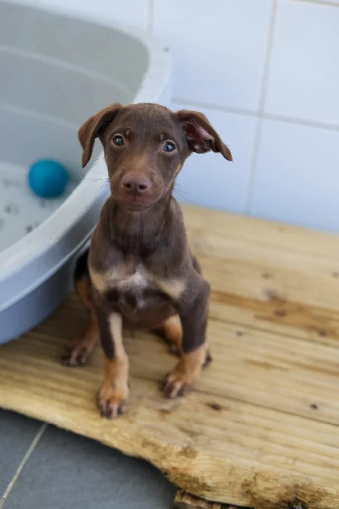 Fran, Mixed Breed (Dogs N Homes Rescue)