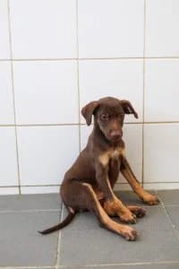 Fran, female Mixed Breed for adoption at Dogs N Homes Rescue, London