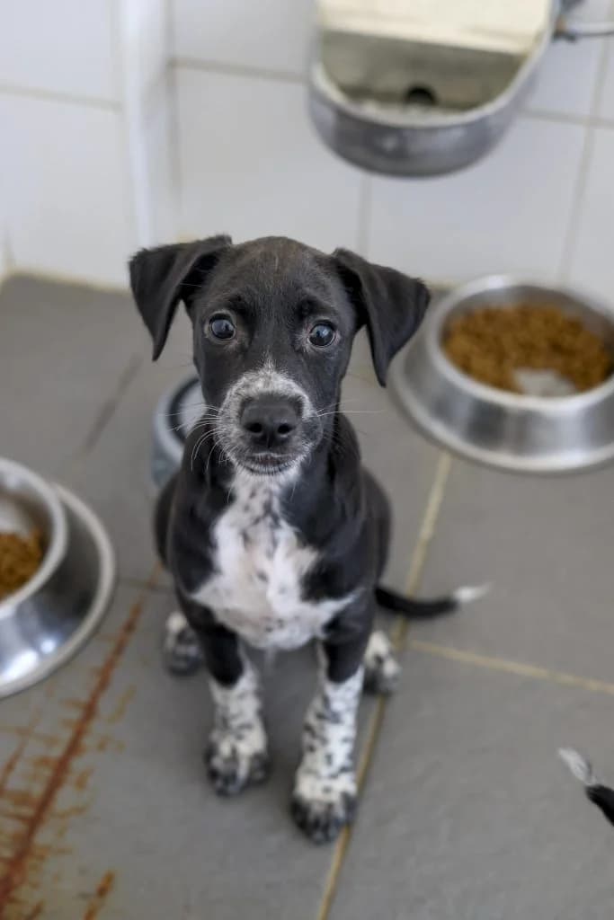 Flash, male Mixed Breed for adoption at Dogs N Homes Rescue, London