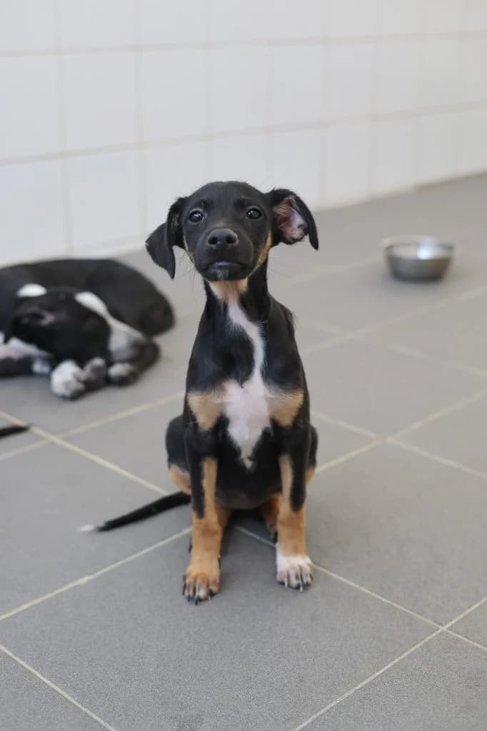 Flora, female Mixed Breed for adoption at Dogs N Homes Rescue, London