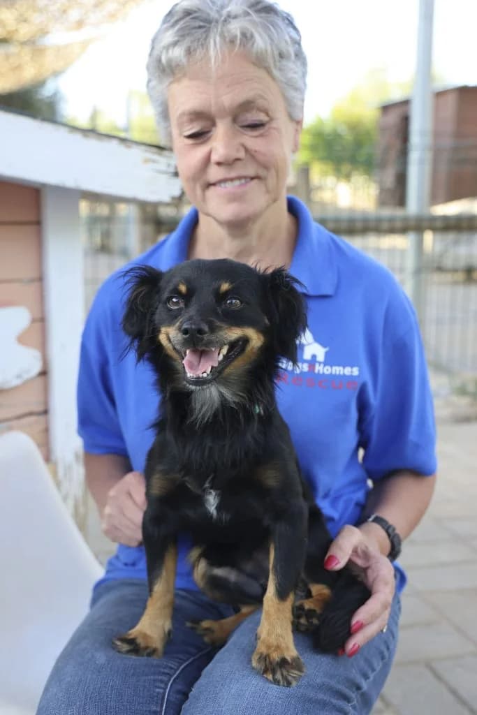 Fuzzy, male Mixed Breed for adoption at Dogs N Homes Rescue, London