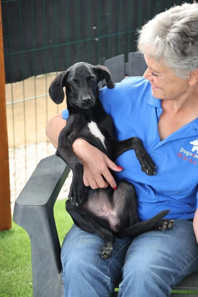 Puma, female Mixed Breed for adoption at Dogs N Homes Rescue, London