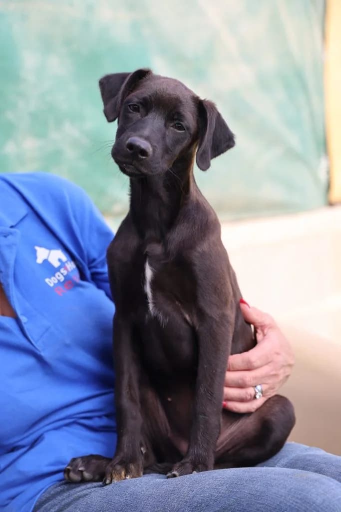 Fabia, female Mixed Breed for adoption at Dogs N Homes Rescue, London