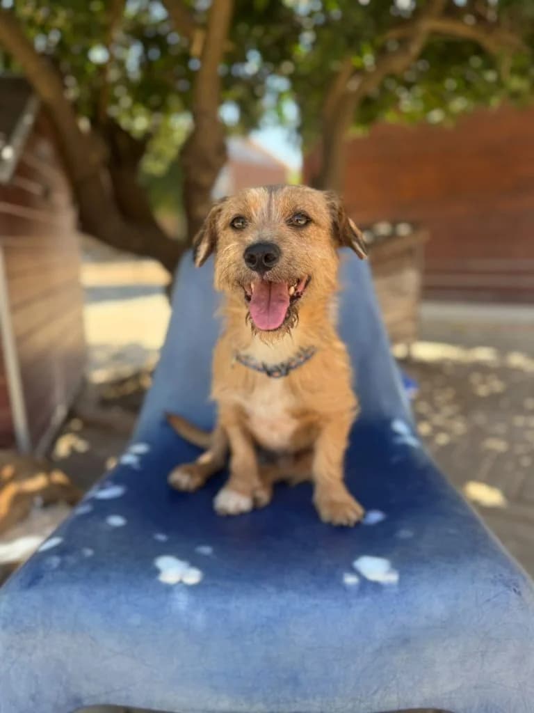 Simba, male Mixed Breed for adoption at Dogs N Homes Rescue, London