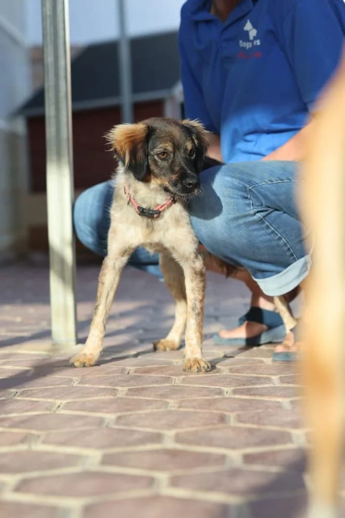 Chelsey, female Mixed Breed for adoption at Dogs N Homes Rescue, London
