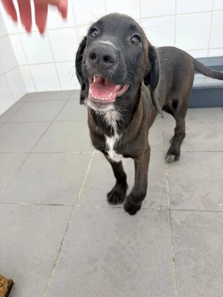 Hugo, male Mixed Breed for adoption at Dogs N Homes Rescue, London