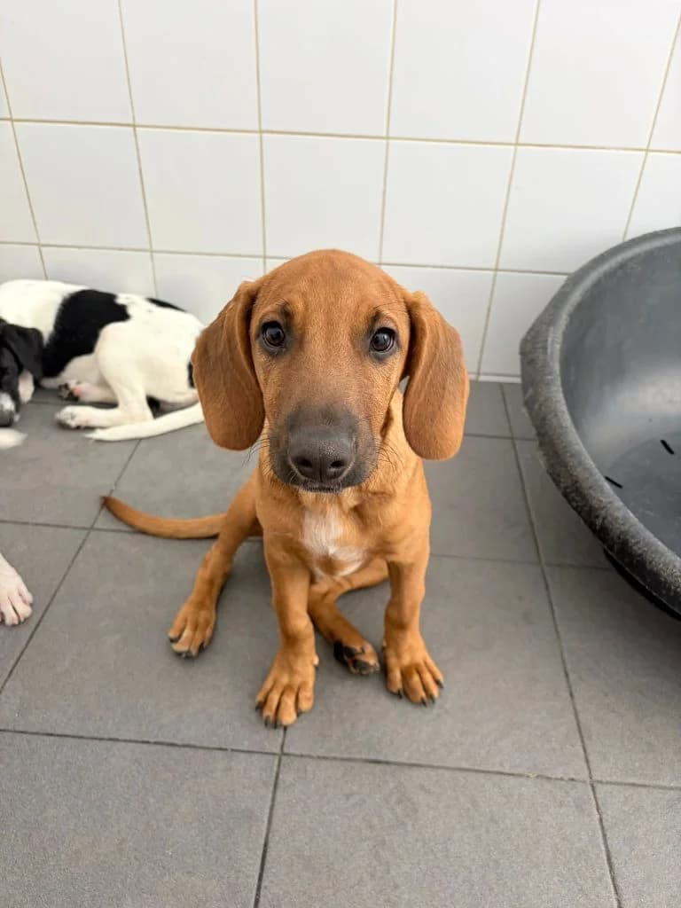 Henry, male Mixed Breed for adoption at Dogs N Homes Rescue, London