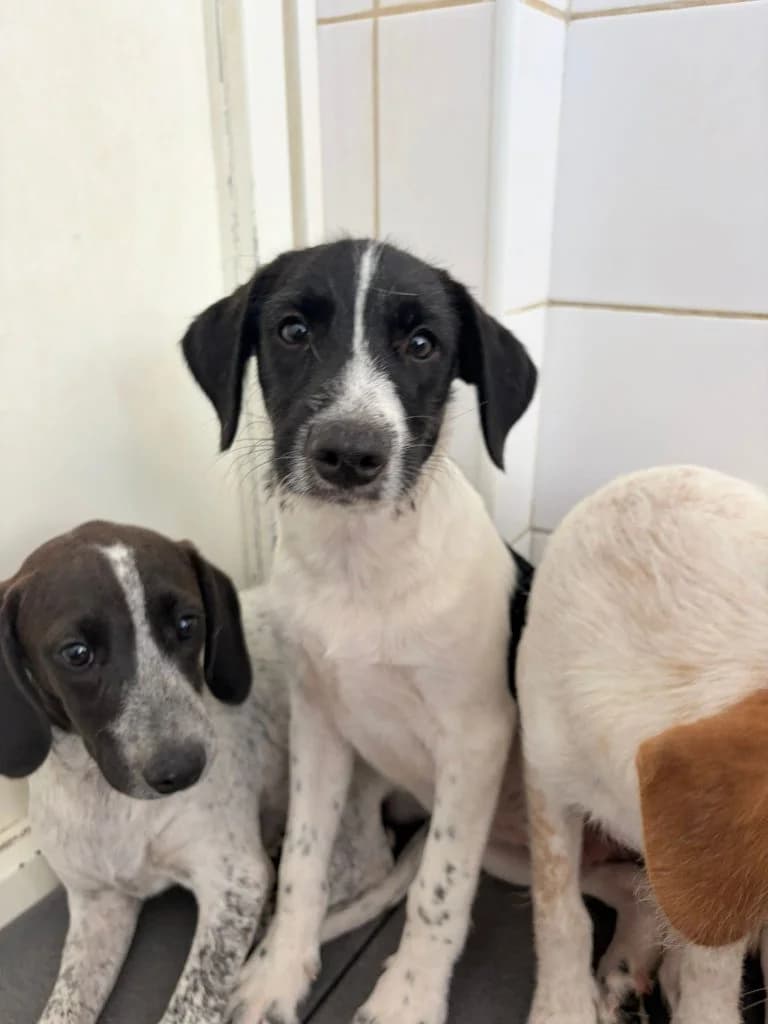 Hayden, male Mixed Breed for adoption at Dogs N Homes Rescue, London