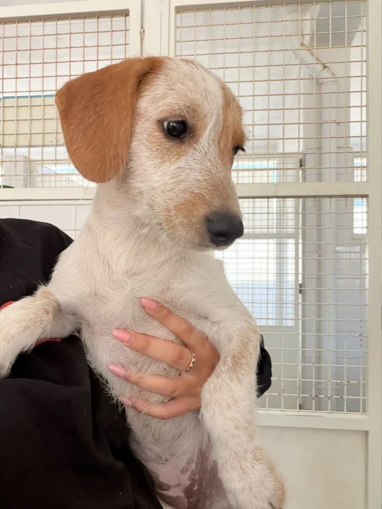 Holly, female Mixed Breed for adoption at Dogs N Homes Rescue, London
