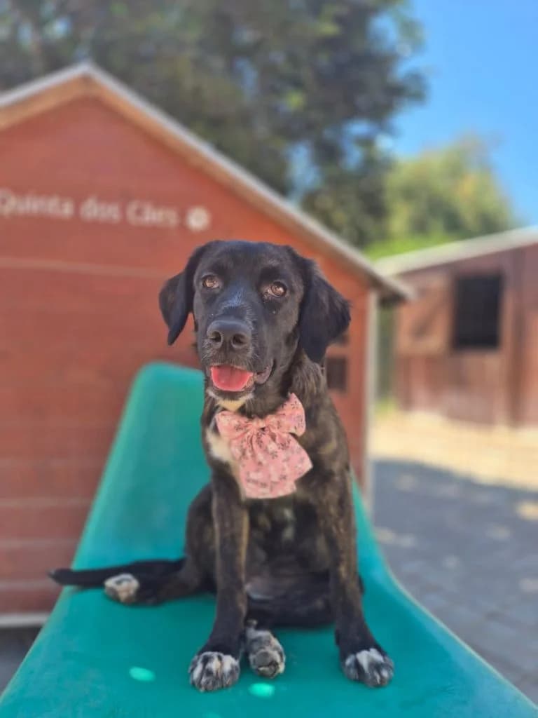 Hazel, female Mixed Breed for adoption at Dogs N Homes Rescue, London